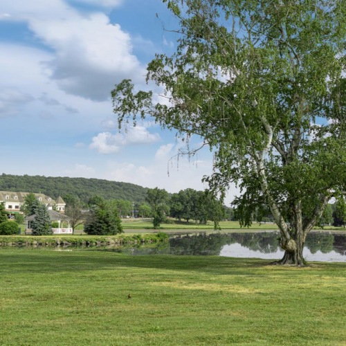 A perfect fit for the whole family a tree in a field
